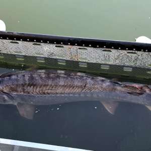 Sturion în greutate de aproximativ 150 kg redat mediului natural