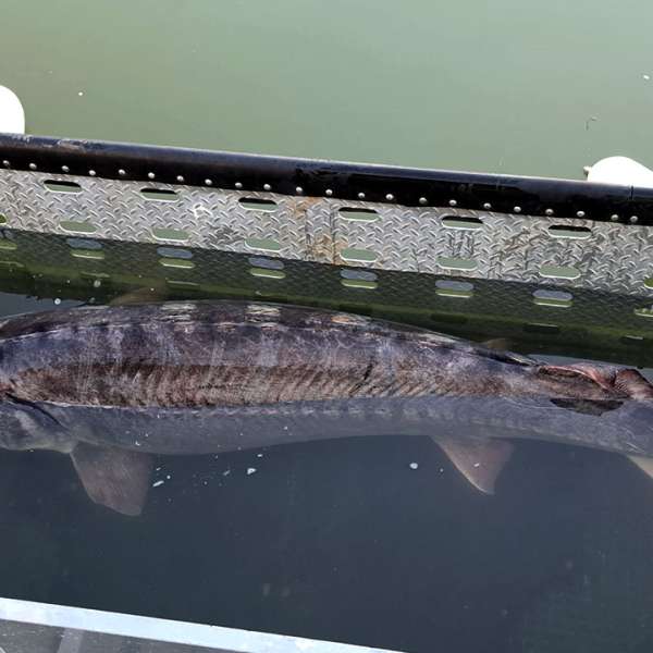 Sturion în greutate de aproximativ 150 kg redat mediului natural