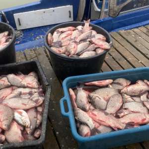 900 de metri de plase mono-filament cu 225 kilograme de pește  scoase din complexul lagunar Razim-Sinoe de polițiștii de frontieră