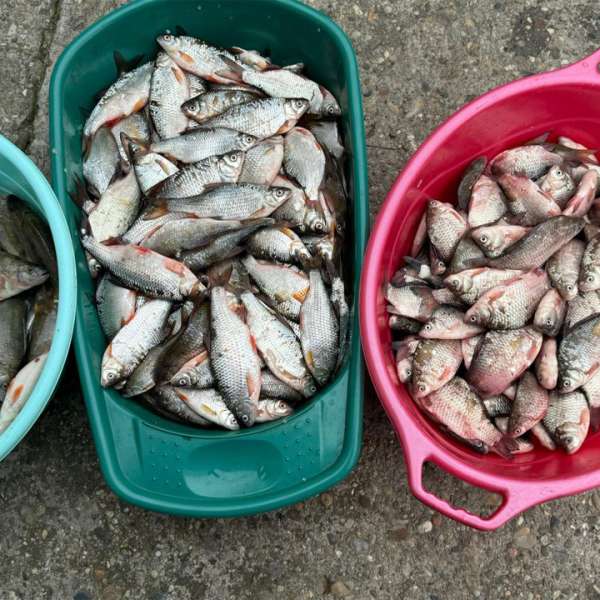 Comercializare de peşte fără documente legale