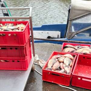 900 metri plasă monofilament, cu o captură de 209 kilograme de pește descoperite în lacul Leahova de către polițiștii de frontieră tulceni