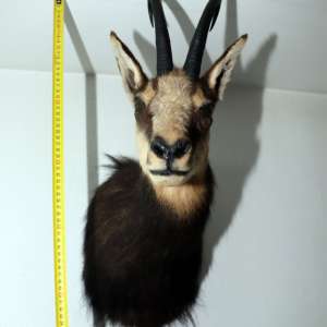 Arme, muniţie și țigări descoperite de poliţiştii de frontieră în urma unor percheziţii domiciliare