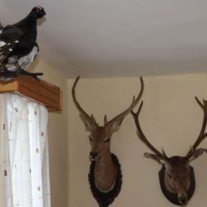 Arme, muniţie și țigări descoperite de poliţiştii de frontieră în urma unor percheziţii domiciliare