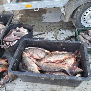 1.250 metri de plase cu o captură de 104 kilograme de pește, descoperite în Canalul Bărbosu de către polițiștii de frontieră tulceni