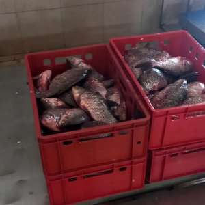 730 metri de plase cu o captură de 177 kilograme de pește, descoperite în lacul Sinoe de către polițiștii tulceni