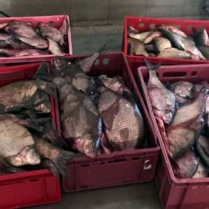 730 metri de plase cu o captură de 177 kilograme de pește, descoperite în lacul Sinoe de către polițiștii tulceni