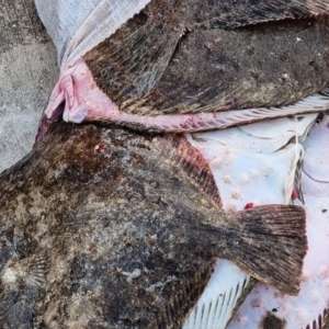 Pescador neînregistrat, propulsat de un motor furat, cu peste 760 kg de peşte la bord şi 3.600 metri de plasă, depistate de polițiștii de frontieră