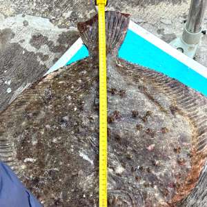 Pescador neînregistrat, propulsat de un motor furat, cu peste 760 kg de peşte la bord şi 3.600 metri de plasă, depistate de polițiștii de frontieră