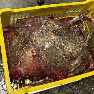 Ambarcațiune cu 350 kg de peşte capturat ilegal la bord şi 1.800 metri de plasă, depistat de polițiștii de frontieră