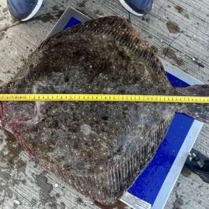 Ambarcațiune cu 350 kg de peşte capturat ilegal la bord şi 1.800 metri de plasă, depistat de polițiștii de frontieră