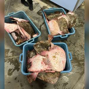 Ambarcațiune cu 350 kg de peşte capturat ilegal la bord şi 1.800 metri de plasă, depistat de polițiștii de frontieră