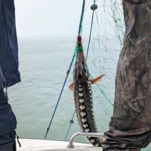 Două tone de șprot şi peste 570 metri de plase cu o captură de cinci sturioni, descoperite de polițiștii de frontieră