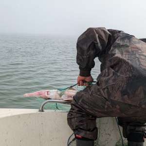 Două tone de șprot şi peste 570 metri de plase cu o captură de cinci sturioni, descoperite de polițiștii de frontieră