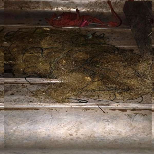 Polițiștii de frontieră au îndepărtat din apă kilometri de plase de pescuit interzise de lege