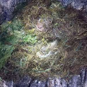 Polițiștii de frontieră curăță apele de plase de pescuit ilegale