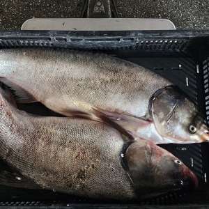 300 metri de plase de pescuit și aproximativ 50 kg de pește capturat ilegal, descoperite de polițiștii de frontieră tulceni