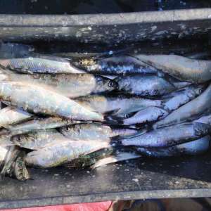 300 metri de plase de pescuit și aproximativ 50 kg de pește capturat ilegal, descoperite de polițiștii de frontieră tulceni