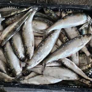 300 metri de plase de pescuit și aproximativ 50 kg de pește capturat ilegal, descoperite de polițiștii de frontieră tulceni