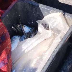 300 metri de plase de pescuit și aproximativ 50 kg de pește capturat ilegal, descoperite de polițiștii de frontieră tulceni