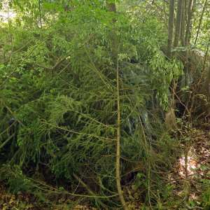 Țigări în valoare de peste 1,7 milioane lei, confiscate la frontiera de nord