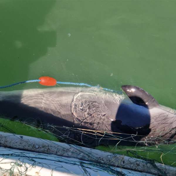 Opt sturioni și un delfin prinşi în plase, eliberaţi în mediul natural de către polițiștii de frontieră tulceni