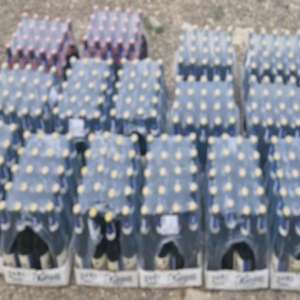 „Surprize” la control: țigări și alcool, confiscate de polițiștii de frontieră