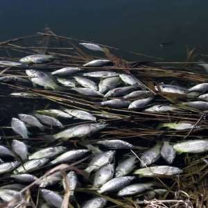 Bărbat reținut pentru braconaj piscicol cu un dispozitiv de pescuit electric, la Cernavodă