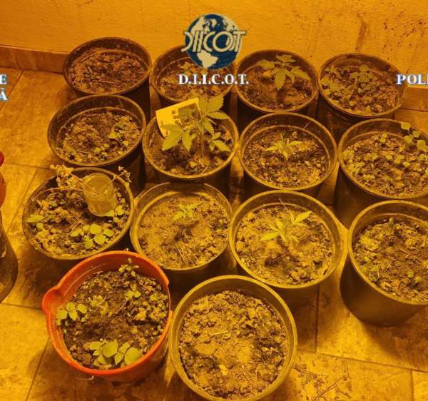 Percheziții domiciliare pentru trafic de droguri de risc şi de mare risc - trei inculpați reținuți