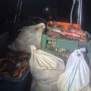 Peste 1700 de metri de plase de pescuit și 350 kg de pește capturat ilegal, descoperite de către polițiștii de frontieră tulceni