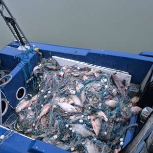 Peste 1700 de metri de plase de pescuit și 350 kg de pește capturat ilegal, descoperite de către polițiștii de frontieră tulceni