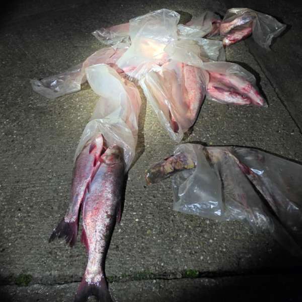 Pește transportat fără documente legale, confiscat de polițiștii de frontieră mehedințeni