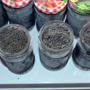 Aproximativ 15 kg de icre negre, peste 48 kg de sturion și diverse sume de bani descoperite de polițiștii de frontieră constănțeni, în urma unor percheziții