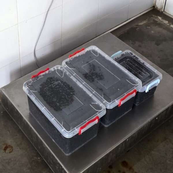 19 kg de icre negre, descoperite de polițiștii de frontieră din cadrul Gărzii de Coastă