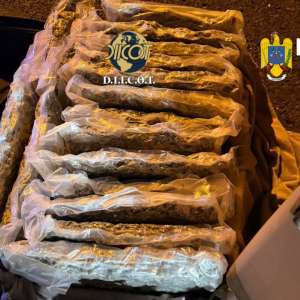 Aproximativ 31 kilograme de canabis descoperite de către poliţiştii de frontieră de la Sectorul Poliţiei de Frontieră Nădlac