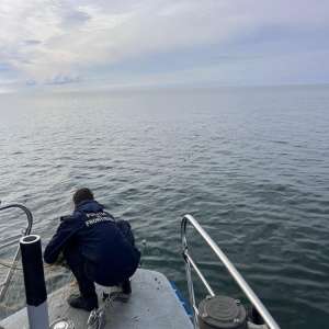 Polițiștii de frontieră au salvat cinci sturioni prinși în plase ilegale, în Marea Neagră