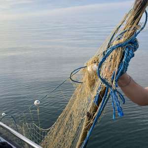 Polițiștii de frontieră au salvat cinci sturioni prinși în plase ilegale, în Marea Neagră