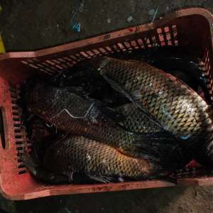 Percheziții pentru combaterea braconajului piscicol: captură semnificativă de pește și icre, echipamente ilegale și bani ridicați de polițiștii de frontieră