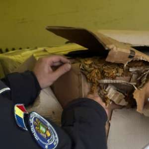 Peste o tonă de tutun vrac descoperită de polițiștii de frontieră giurgiuveni în urma unui control efectuat asupra unei autoutilitare