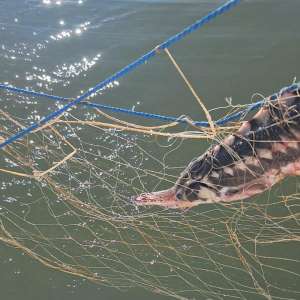 Polițiștii de frontieră au salvat șase sturioni, cinci delfini și un rechin prinși în plase ilegale, la Marea Neagră