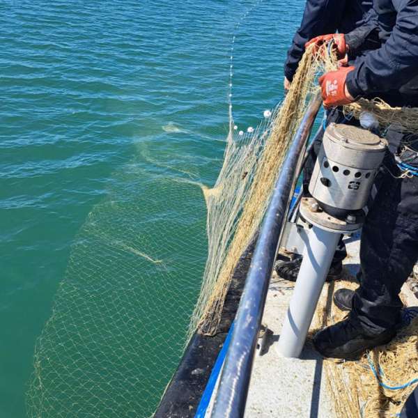 Polițiștii de frontieră au salvat șase sturioni, cinci delfini și un rechin prinși &icirc;n plase ilegale, la Marea Neagră