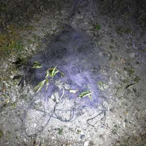 Acțiuni ale polițiștilor de frontieră pentru combaterea braconajului piscicol: peste 200 kilograme de pește, mii de metri de plase de pescuit, două ambarcațiuni, descoperite