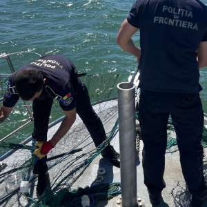 Polițiștii de frontieră au salvat patru sturioni prinși în plase ilegale, în Marea Neagră