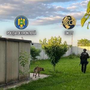 Culturi in-door de canabis descoperite de polițiștii de frontieră. O persoană arestată și una sub control judiciar