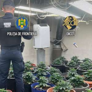 Culturi in-door de canabis descoperite de polițiștii de frontieră. O persoană arestată și una sub control judiciar