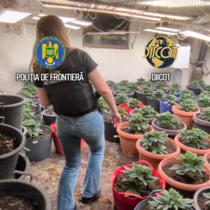 Culturi in-door de canabis descoperite de polițiștii de frontieră. O persoană arestată și una sub control judiciar