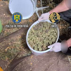Culturi in-door de canabis descoperite de polițiștii de frontieră. O persoană arestată și una sub control judiciar