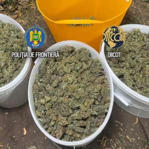 Culturi in-door de canabis descoperite de polițiștii de frontieră. O persoană arestată și una sub control judiciar