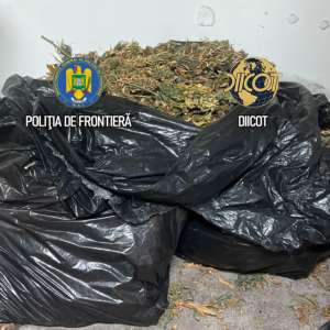 Culturi in-door de canabis descoperite de polițiștii de frontieră. O persoană arestată și una sub control judiciar