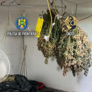 Culturi in-door de canabis descoperite de polițiștii de frontieră. O persoană arestată și una sub control judiciar
