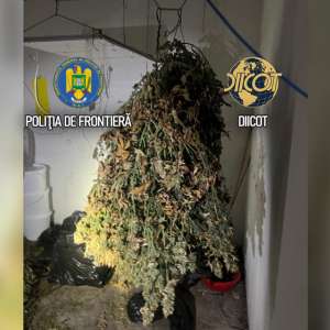 Culturi in-door de canabis descoperite de polițiștii de frontieră. O persoană arestată și una sub control judiciar